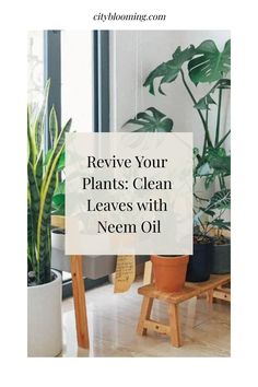 Indoor plants near a window with a message about using neem oil for leaf care. Zz Plants, Indoor Greenery