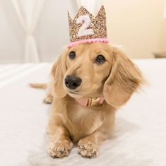 a brown dog wearing a birthday hat with the number two on it's head