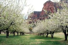 the trees are blooming in the field by the mountain side, with mountains in the background