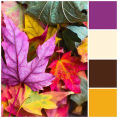 the colors of autumn and fall are shown in this color palette, including red, orange, yellow, green, and purple