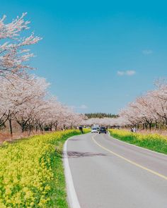 cars driving down the road in front of blooming trees and grass on both sides