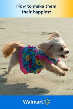 there is a dog that is running on the beach wearing a shirt and vest with words about how to make them their happest