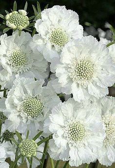 some white flowers are in a vase outside