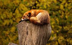 a red fox curled up sleeping on top of a tree stump