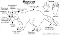 the diagram shows how to draw a raccoon in different parts of its body