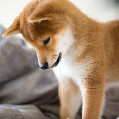 a brown and white dog standing on top of a bed