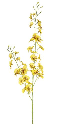 Künstlicher Oncidium Orchideen Zweig Taliah, gelb, 85cm Oncidium Deko Zweig TALIAH in der Blütenfarbe gelb hat eine Gesamtlänge von ca. 85 cm und einen Blütendurchmesser von ca. 3-4 cm.  Kunst Oncidium-Orchidee TALIAH für Ihre Sommerdekoration  Gesamthöhe ca. 85 cm, Durchmesser ca. 30 cm, Blütendurchmesser ca. 3-4 cm Orchideenzweige mit ca. 30 gelben Textilblüten Hochwertige Verarbeitung, natürliche Blütenform Biegsamer Stiel in der Farbe grün, Verzweigung beginnt ab ca. 35 cm Moderne Kunstorchi Orchid Yellow, Oncidium Orchid, Oncidium Orchids, Orchids, Online Shop, Yellow, Flowers, Floral