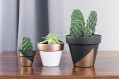 three potted plants sitting on top of a wooden table