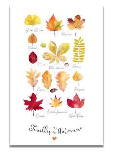 an autumn leaf print with the names of different leaves