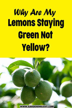 lemons hanging from a tree with the words why are my lemons staying green not yellow?