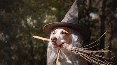 a dog wearing a witches hat and holding a stick in its mouth with it's tongue out