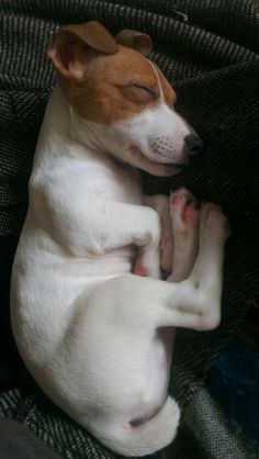 a brown and white dog laying on top of a couch