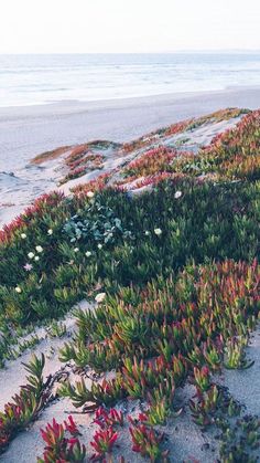 plants growing out of the sand at the beach