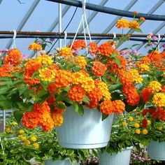 several buckets filled with orange and yellow flowers hanging from the ceiling in a greenhouse