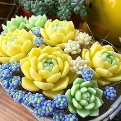 some yellow and green flowers are on a plate with succulents in the background