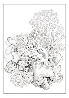 a drawing of corals and seaweed in black and white