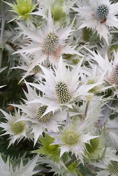 white flowers are blooming in the garden