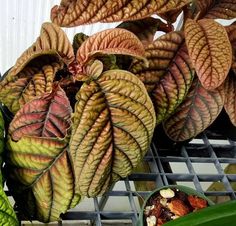 some plants that are on a metal rack and one is green with red stripes, the other has brown spots