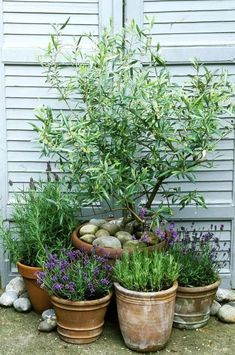 several potted plants and rocks in front of a building