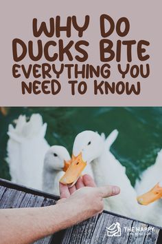 two ducks sitting next to each other with the words why do ducks bite everything you need to know