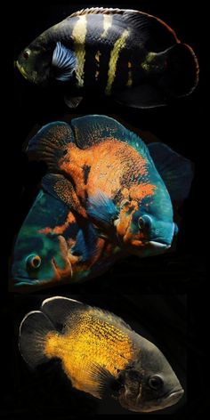 three different types of tropical fish on black background