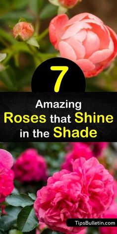 pink flowers with the words 7 amazing roses that shine in the shade on top and bottom