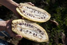 two people holding open seed pods in their hands