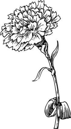 Carnation Colors, Girls With Sleeve Tattoos, Birth Flower Tattoos, Plant Drawing, Flower Coloring Pages