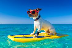 a dog wearing sunglasses on top of a surfboard in the ocean