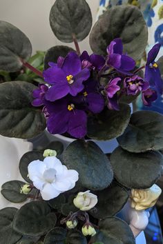 purple and white flowers in a vase on a table