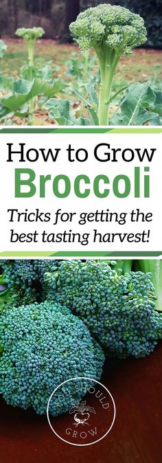 broccoli on a table with the title how to grow broccoli tricks for getting the best tasting harvest