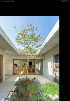 a tree is growing in the middle of a courtyard with windows and doors on both sides