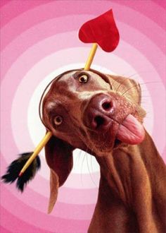 a dog with a stick in its mouth and a heart on it's nose