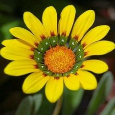 a yellow flower with green center surrounded by leaves and water droplets on it's petals