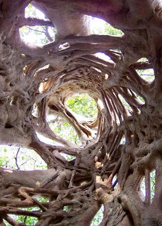 the inside of a tree that is very large and has many branches growing out of it