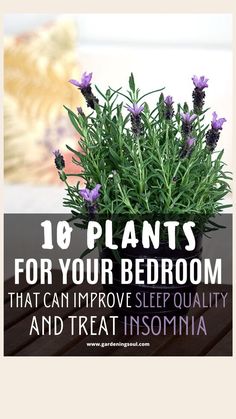 Unlock the Health Benefits of Your Backyard - Watch Our Video Presentation  Copy This Link: https://tinyurl.com/MedicinalGardenkitt Start Gardening, Edible Weeds, Chic Bedroom Design, Sleep Insomnia, Perennial Herbs, Big Plants, Bedroom Plants