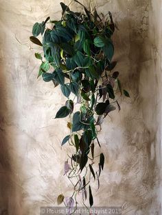 Recomendation Plant philodendron micans 2023 decorative house 50  #plants #plantsmakepeoplehappy #plantsofinstagram #plantslover #plantstagram Philodendron Hederaceum, Philodendron Micans, Aesthetic Plants, Orchid Bark, Indoor Ideas