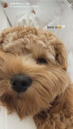 a small brown dog laying on top of a bed