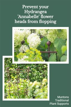 an image of plants and flowers with the words prevent your hydrangea, anabella flower heads from flopping