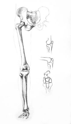 a drawing of a human leg and bones