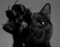 a black cat with green eyes looking at the camera while holding onto a stuffed animal