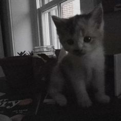 a small kitten sitting on top of a table next to a book shelf and window