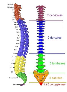 Pharmacy School Study, Human Body Vocabulary, Medical Terminology Study, Benefits Of Chiropractic Care, Medicine Notes, Medical School Life, Basic Anatomy And Physiology, Nursing Mnemonics, Biology Facts