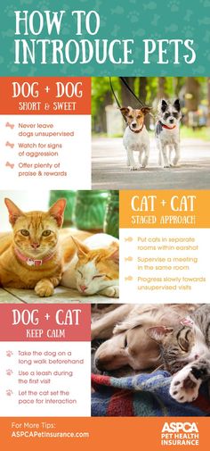 how to introduce pets poster with pictures of dogs and cats on the front, along with information about cat and dog