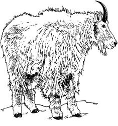 an animal with long horns standing in the snow coloring pages, coloring sheets, goat drawing,