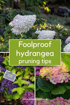 four different types of hydrangeas with the words foolproof hydrangea pruning tips