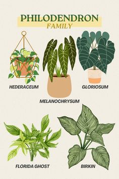 the different types of houseplants and how they are used to care for them