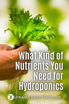 a hand holding a green leafy plant with the words what kind of ingredients you need for hydroponics?