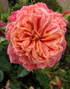 an orange and pink flower with green leaves