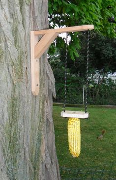 a corn on the cob hanging from a tree in front of a bird feeder